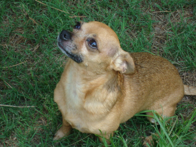 Small Brown Dog in the Grass